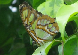papillonvert1
